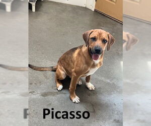 Mountain Cur-Unknown Mix Dogs for adoption in Mountain View, AR, USA