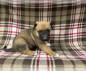 German Shepherd Dog-Unknown Mix Dogs for adoption in HESPERIA, CA, USA