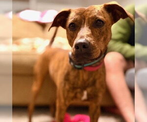 Black Mouth Cur-Unknown Mix Dogs for adoption in San Antonio, TX, USA