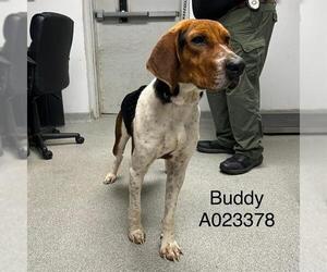 Treeing Walker Coonhound Dogs for adoption in Palmetto, FL, USA