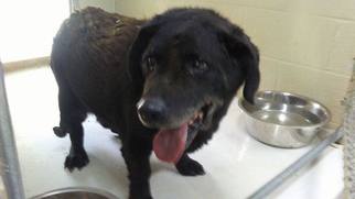 Mutt Dogs for adoption in Columbus, OH, USA