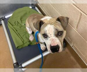 American Pit Bull Terrier Dogs for adoption in Martinez, CA, USA