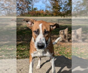 German Shepherd Dog-Unknown Mix Dogs for adoption in Osgood, IN, USA