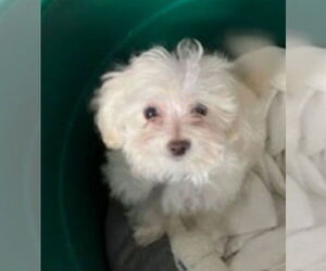 Zuchon Dogs for adoption in Mukwonago, WI, USA