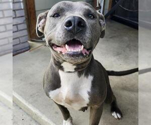 American Staffordshire Terrier-Unknown Mix Dogs for adoption in San Antonio, TX, USA