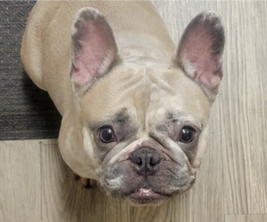French Bulldog-Unknown Mix Dogs for adoption in San Ramon, CA, USA