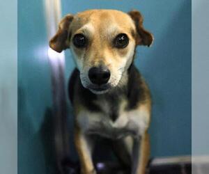 Chihuahua-Unknown Mix Dogs for adoption in San Antonio, TX, USA