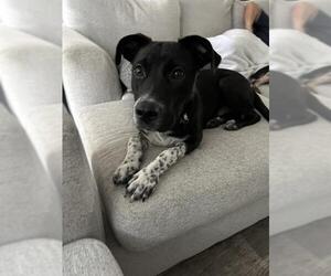 Border Collie-Unknown Mix Dogs for adoption in Pasadena, TX, USA