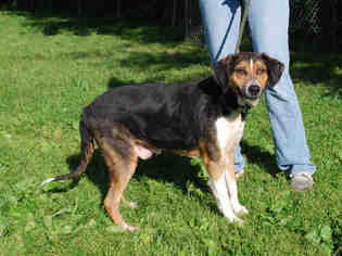 American Foxhound Dogs for adoption in Louisville, KY, USA