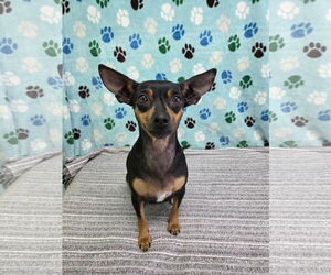 Doxie-Pin Dogs for adoption in Chico, CA, USA