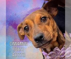 Mutt Dogs for adoption in Tulsa, OK, USA