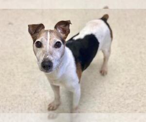 Parson Russell Terrier Dogs for adoption in Norfolk, VA, USA