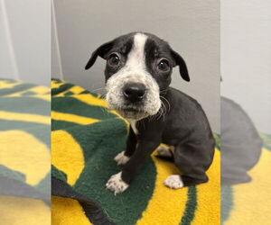 Mutt Dogs for adoption in Las Vegas, NV, USA