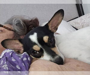 Jack Russell Terrier-Toy Fox Terrier Mix Dogs for adoption in Chandler, AZ, USA