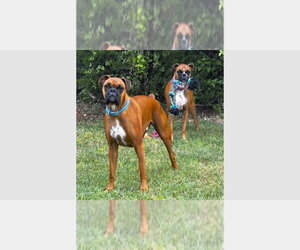 Boxer Dogs for adoption in Austin, TX, USA