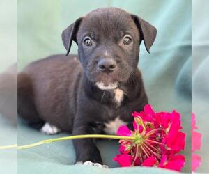 Boxer-Unknown Mix Dogs for adoption in San Diego, CA, USA