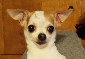 Chihuahua Dogs for adoption in Cranston, RI, USA