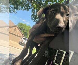 Unknown-Weimaraner Mix Dogs for adoption in Grand Prairie, TX, USA