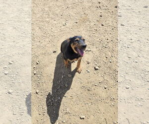 Rottweiler-Unknown Mix Dogs for adoption in Maquoketa, IA, USA