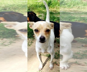 Chihuahua Dogs for adoption in Marrero, LA, USA