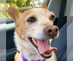 Basenji Dogs for adoption in Long Beach, CA, USA