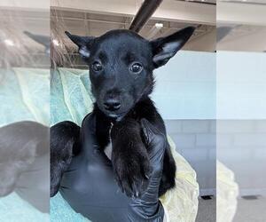 Mutt Dogs for adoption in Pueblo, CO, USA