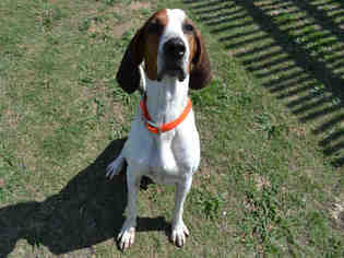 Small Treeing Walker Coonhound