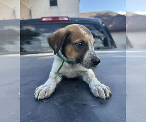 Mutt Dogs for adoption in Brewster, NY, USA