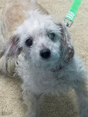 Maltese Dogs for adoption in Troy, IL, USA