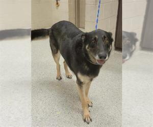 German Shepherd Dog-Unknown Mix Dogs for adoption in Conroe, TX, USA