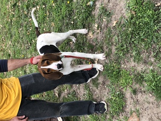 Medium Photo #1 Treeing Walker Coonhound Puppy For Sale in Minneapolis, MN, USA