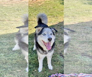 Alaskan Malamute-Unknown Mix Dogs for adoption in Emmett, ID, USA