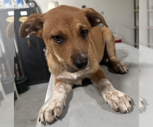 Labrador Retriever-Unknown Mix Dogs for adoption in SHERBURNE, NY, USA