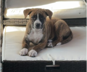 Mutt Dogs for adoption in Brooklyn Center, MN, USA