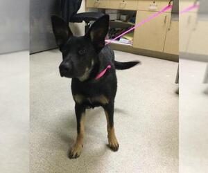 German Shepherd Dog-Unknown Mix Dogs for adoption in Riverside, CA, USA