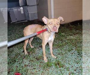 American Pit Bull Terrier Dogs for adoption in St. Cloud, FL, USA