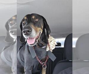 Mutt Dogs for adoption in San Antonio, TX, USA