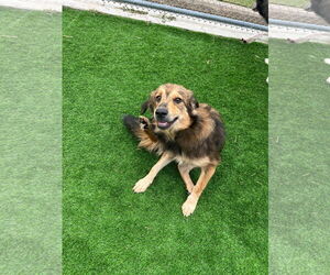 Collie-Unknown Mix Dogs for adoption in NEWPORT NH, NH, USA