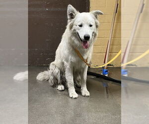 Great Pyrenees-Unknown Mix Dogs for adoption in Stockton, CA, USA