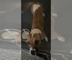American Staffordshire Terrier-Boxer Mix Dogs for adoption in Glen Allen, VA, USA