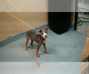 American Pit Bull Terrier-Unknown Mix Dogs for adoption in Tulsa, OK, USA