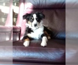 Australian Shepherd Dogs for adoption in Red Lodge, MT, USA