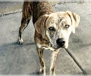 Plott Hound-Unknown Mix Dogs for adoption in Houston, TX, USA