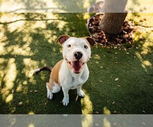 American Pit Bull Terrier Dogs for adoption in Orlando, FL, USA