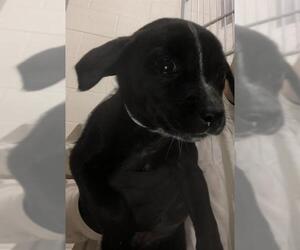 Chihuahua-Unknown Mix Dogs for adoption in Pueblo, CO, USA