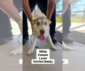 Huskies -Unknown Mix Dogs for adoption in San Diego, CA, USA