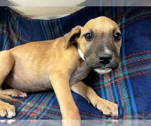German Shepherd Dog-Unknown Mix Dogs for adoption in HESPERIA, CA, USA