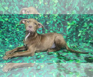 American Pit Bull Terrier-Unknown Mix Dogs for adoption in Wetumpka, AL, USA