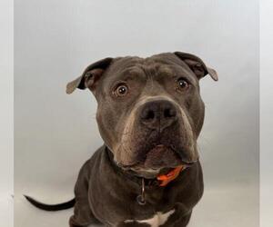 American Pit Bull Terrier Dogs for adoption in Fort Collins, CO, USA