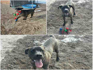 Mastador Dogs for adoption in Brighton, CO, USA
